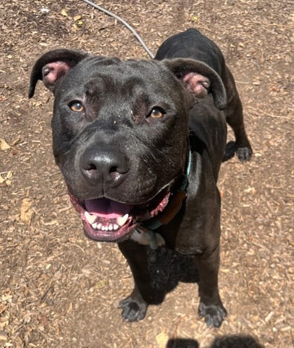 Photo of Dingle, adoptable dog in Chamblee, Georgia