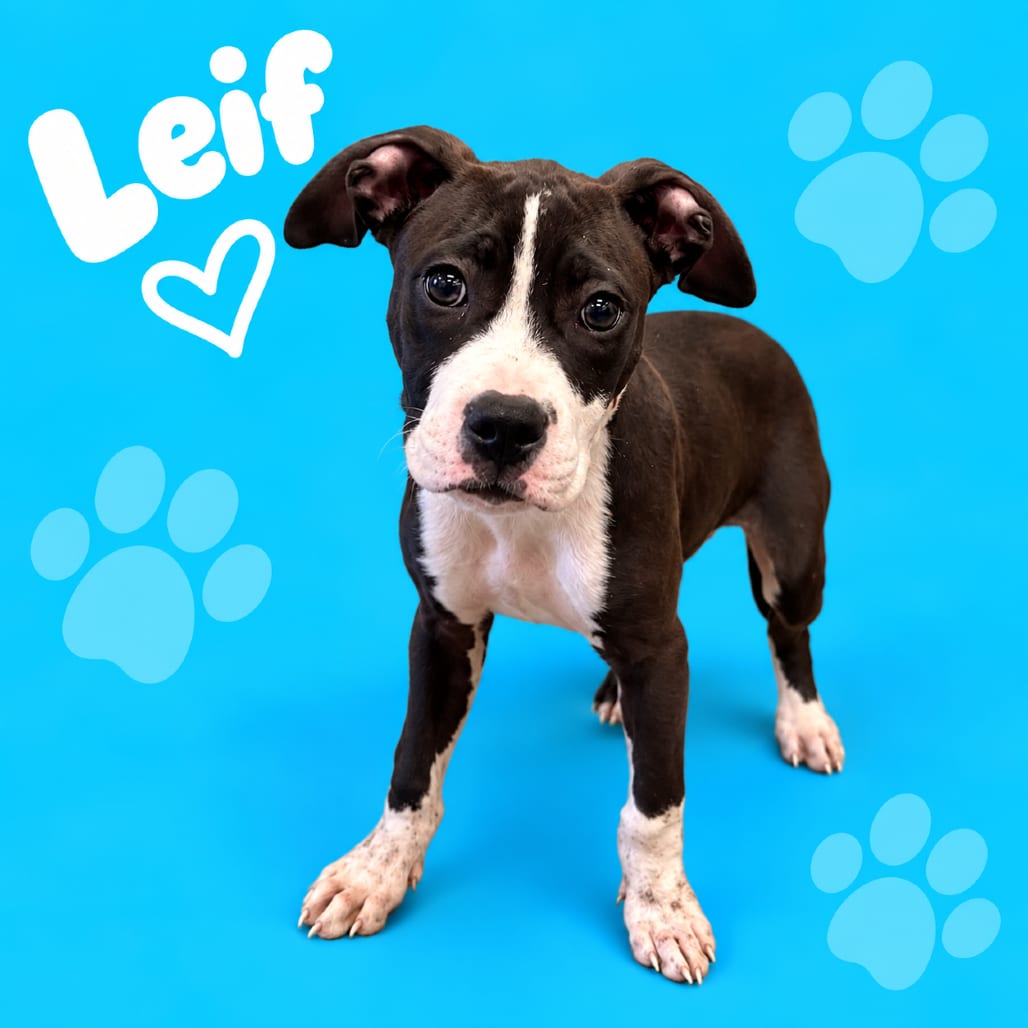Photo of Leif, adoptable dog