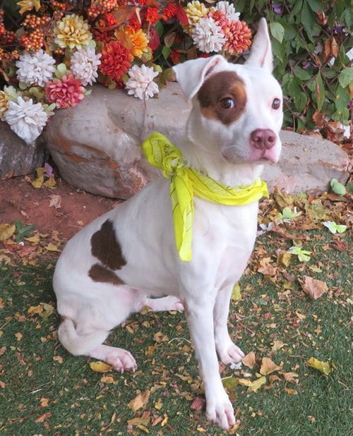 Photo of Tilly, adoptable Jack Russell Terrier (Parson Russell Terrier) in Oklahoma City, Oklahoma