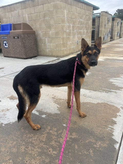 Photo of Rooster, adoptable German Shepherd Dog in Riverside, California