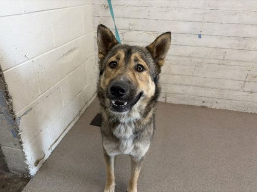 Photo of Nova, adoptable German Shepherd Dog in San Bernardino, California