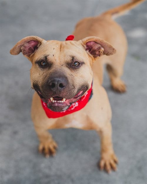 Photo of Ember, adoptable Black Mouth Cur in Miami, Florida