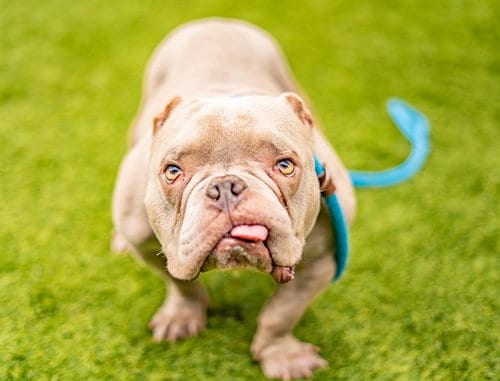 Photo of Casper, adoptable French Bulldog in San Jose, California