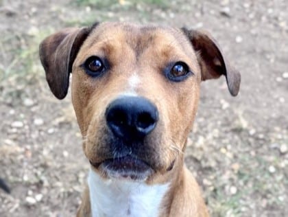 Photo of Karen, adoptable dog in Georgetown, Texas