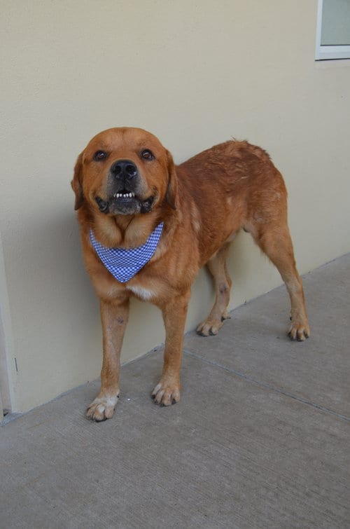 Photo of Tow Truck, adoptable Saint Bernard in McKinney, Texas