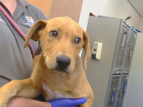 Photo of Ralphie, adoptable Labrador Retriever in Sacramento, California