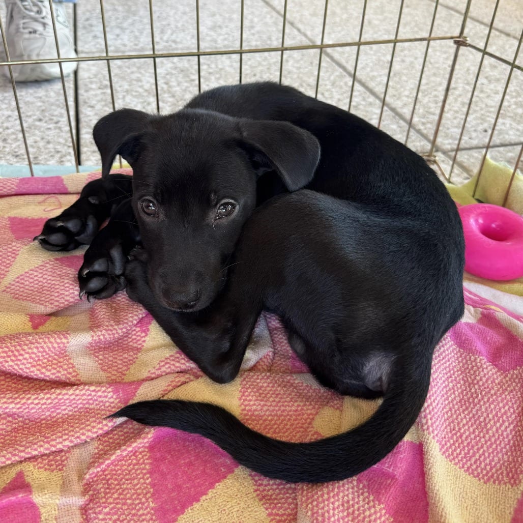 Photo of Henry, adoptable Mixed Breed (Medium) in St. Charles, Missouri