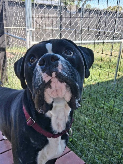 Photo of Cincy - Bolivia, adoptable Boxer in Monticello, New Jersey