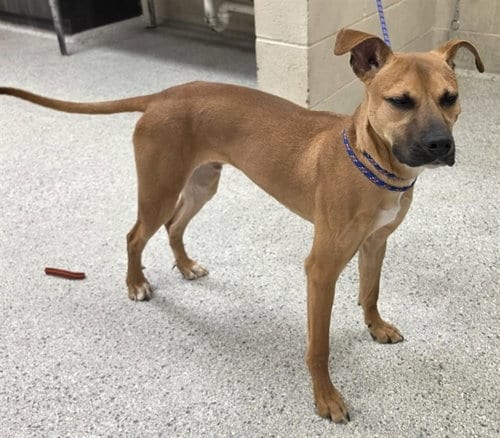 Photo of Oliver, adoptable Labrador Retriever in Conroe, Texas