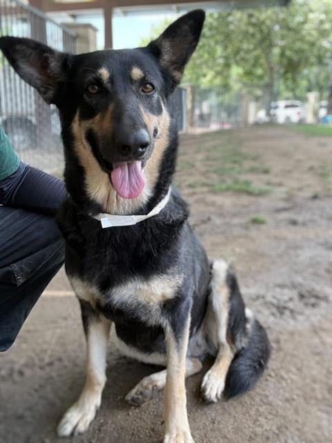 Photo of Beth, adoptable German Shepherd Dog in Riverside, California