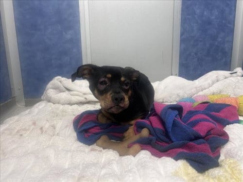 Photo of Willie, adoptable Dachshund in Fort Collins, Colorado
