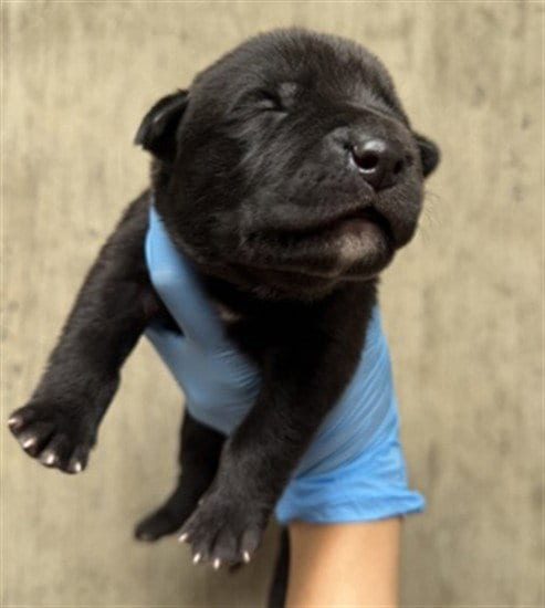 Photo of A596972, adoptable Pit Bull Terrier in San Bernardino, California
