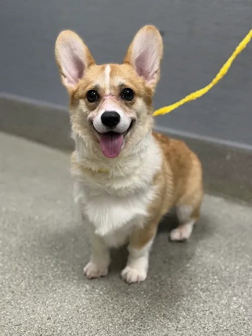 Photo of LV, adoptable Pembroke Welsh Corgi in Las Vegas, Nevada
