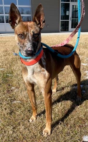 Photo of Zabbar, adoptable Australian Cattle Dog/Blue Heeler in Greensbo, North Carolina