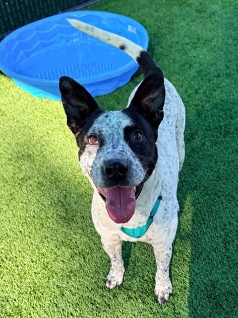 Photo of Lyle, adoptable Pointer in Statesville, North Carolina