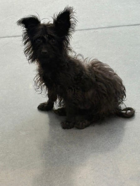Photo of Bones Mcgee, adoptable Fox Terrier cross in Lawrenceville, Georgia