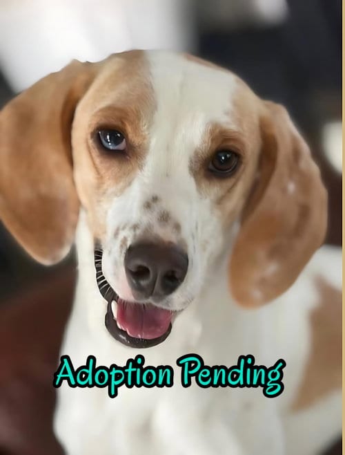 Photo of Daisy Jane, adoptable Beagle in Dunnellon, Florida