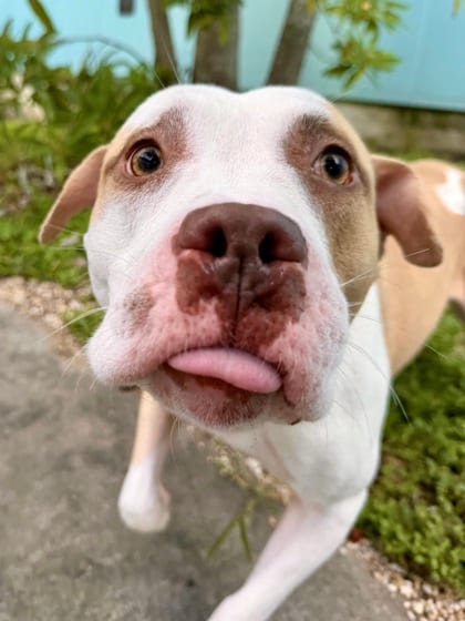 Photo of Winchester, adoptable Terrier in New Orleans, Louisiana