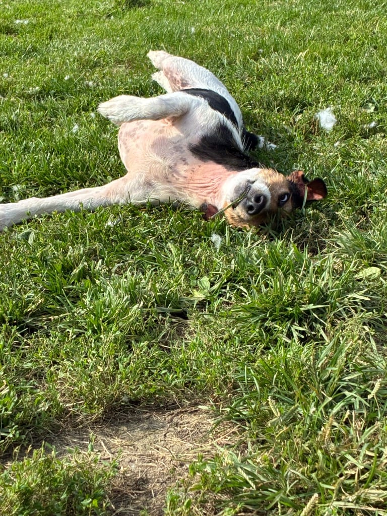 Photo of Beans, adoptable Jack Russell Terrier in New Cumberland, West Virginia