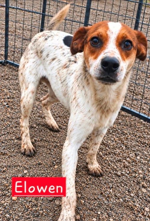 Photo of Elowen, adoptable Rat Terrier in Robbinsdale, Minnesota