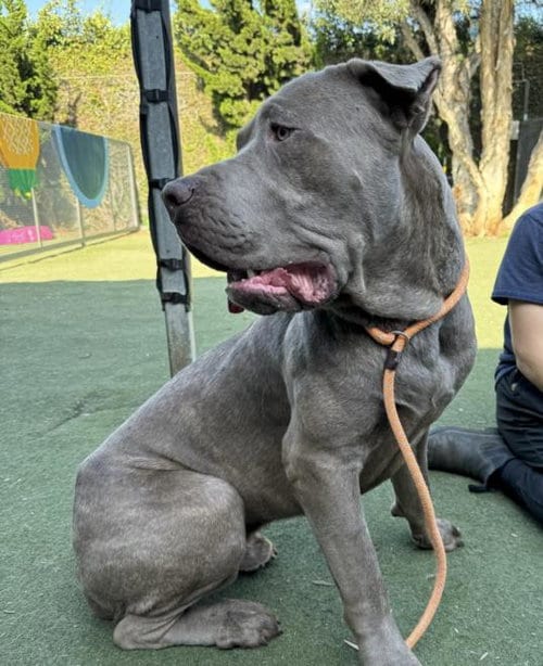 Photo of Tank, adoptable Cane Corso Mastiff in Chatsworth, California