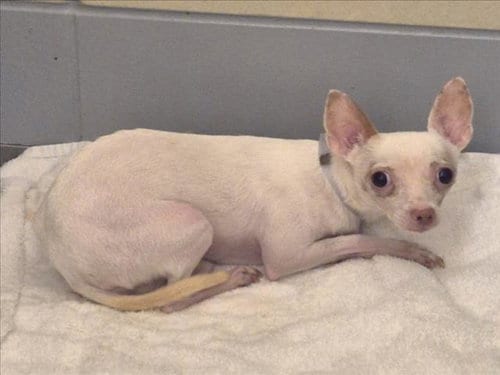 Photo of Pinky, adoptable Chihuahua in Houston, Texas