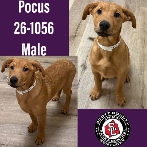 Photo of Pocus, adoptable Hound in Georgetown, Kentucky