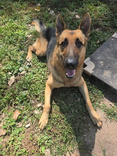 Photo of Zeus, adoptable German Shepherd Dog in St Peters, Missouri