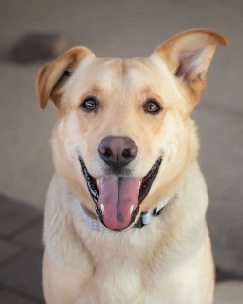 Photo of Ziggy, adoptable Labrador Retriever in Scottsdale, Arizona