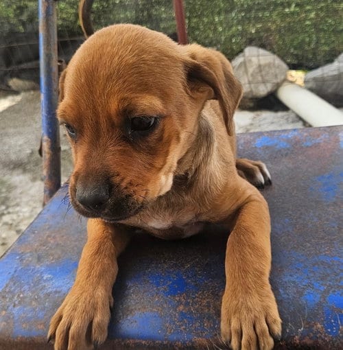 Photo of Wonton, adoptable Rottweiler in Tracy City, Tennessee