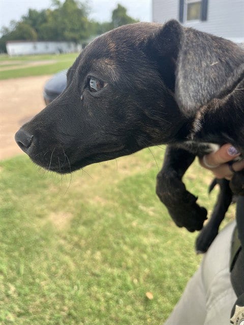 Photo of Mira, adoptable American Pit Bull Terrier in Oklahoma City, Oklahoma