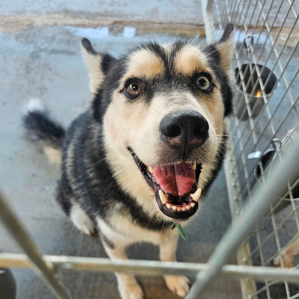 Photo of Cheechako "Taco", adoptable Husky, Alaskan in Mount Vernon, Arkansas