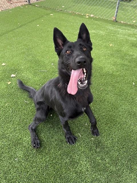 Photo of Moon, adoptable German Shepherd Dog in Castaic, California