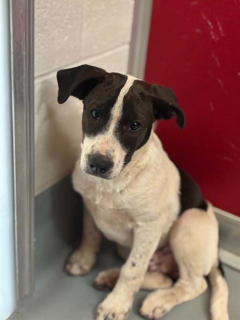 Photo of Luke, adoptable Pit Bull Terrier in Visalia, California