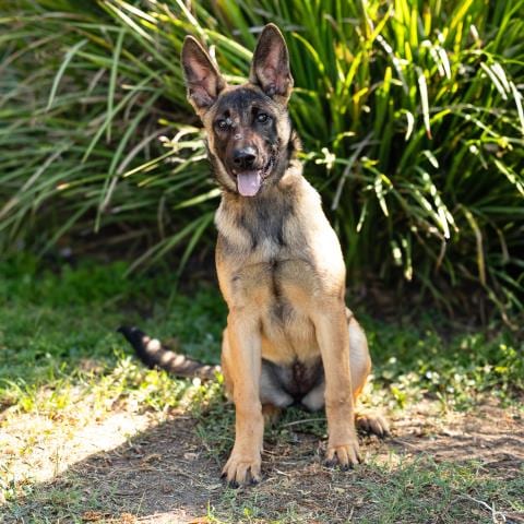 Photo of Gala, adoptable Belgian Shepherd Malinois in Camarillo, California