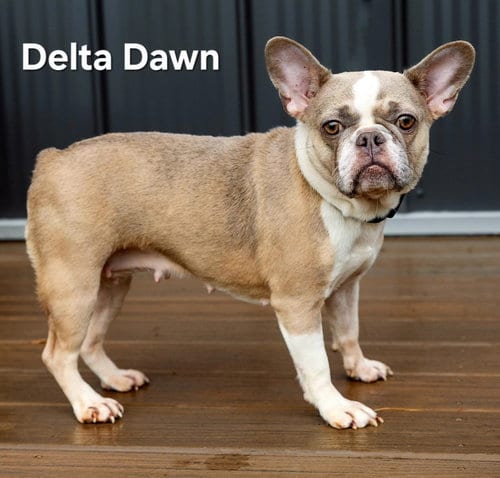 Photo of Delta Dawn, adoptable French Bulldog in Sussex, New Jersey