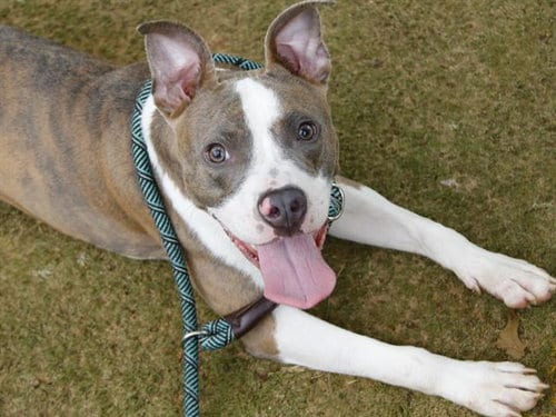 Photo of Smoke, adoptable American Pit Bull Terrier in Tallahassee, Florida