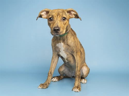 Photo of Raja, adoptable Black Mouth Cur in Phoenix, Arizona