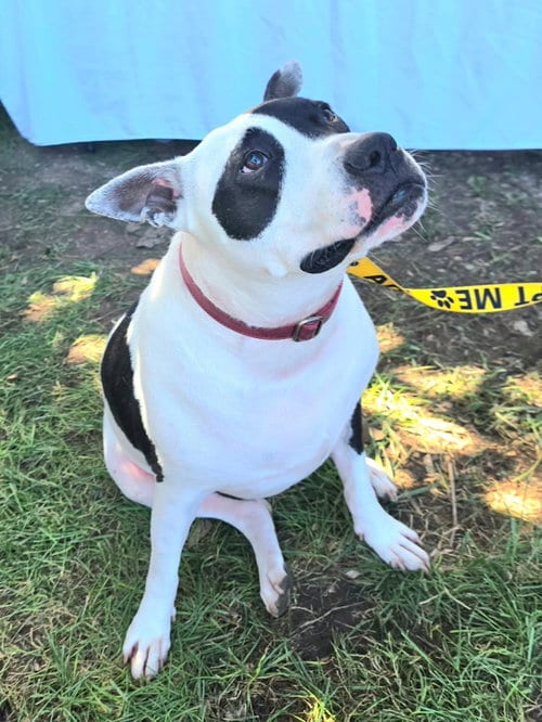 Photo of Rory, adoptable American Pit Bull Terrier in Germantown, Ohio