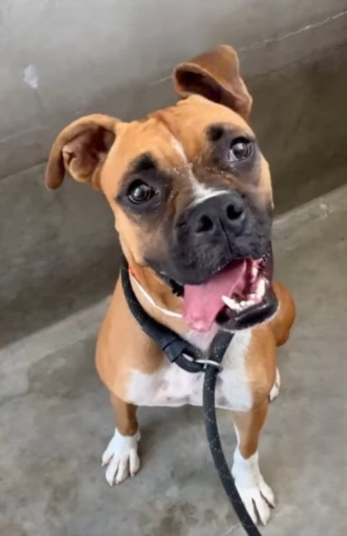 Photo of Boxa, adoptable Boxer in Los Angeles, California