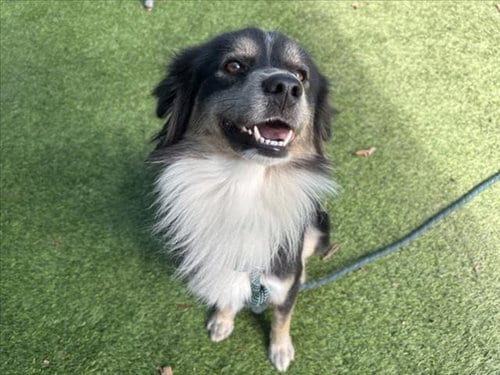 Photo of Hutch, adoptable Australian Shepherd in Van Nuys, California
