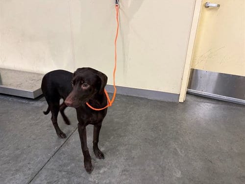 Photo of Macaroni, adoptable Doberman Pinscher in Orange, California
