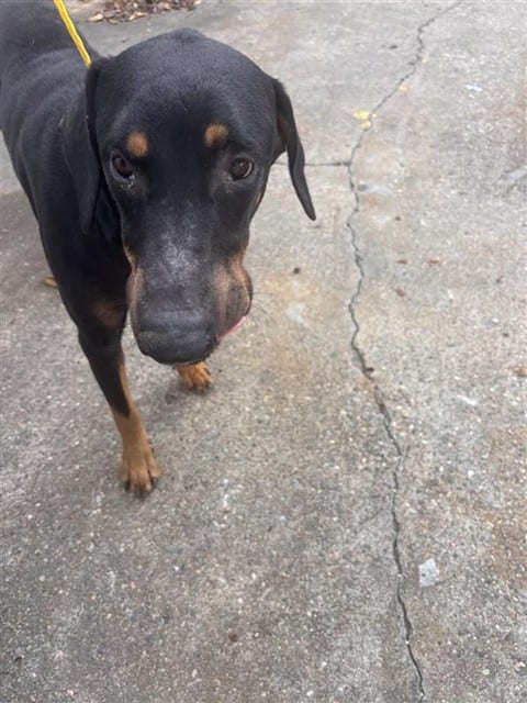 Photo of Senior Doberman Pinscher, adoptable Doberman Pinscher in Houston, Texas