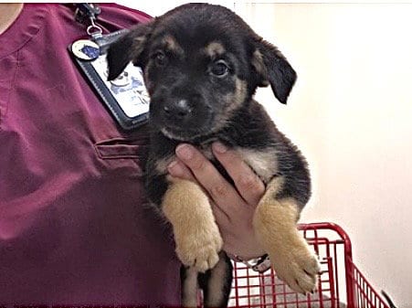 Photo of A661728, adoptable Labrador Retriever in Houston, Texas