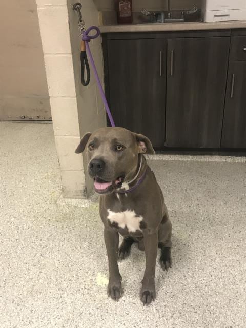 Photo of Zag, adoptable American Pit Bull Terrier in Conroe, Texas