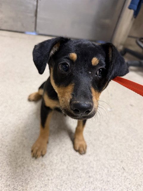 Photo of Fawn, adoptable German Shepherd Dog in Riverside, California