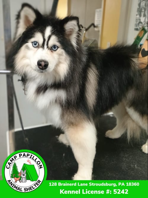 Photo of Tubbins, adoptable Pomeranian in Stroudsburg, Pennsylvania