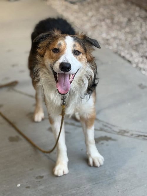Photo of Colt, adoptable Border Collie in Santa Maria, California