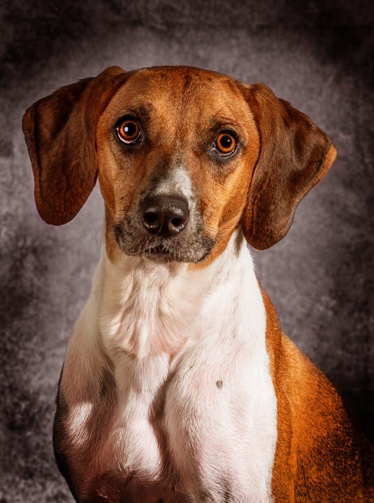 Photo of Finnley, adoptable Mixed Breed in Ocala, Florida