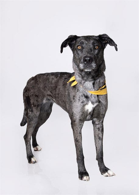Photo of Lucybell, adoptable Catahoula Leopard Dog in Ogden, Utah